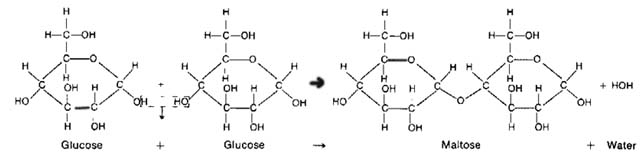 Amino Acid Dehydration Synthesis Animation