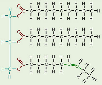 Dehydration synthesis biology