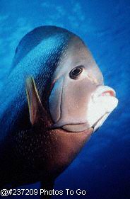 Gray angelfish, close-up
